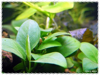 aquadream_60_2009_07_12_11
