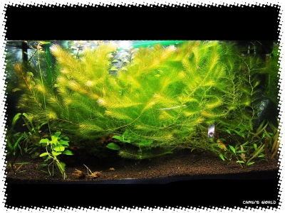 aquadream_60_2009_07_12_12