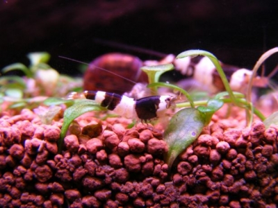aqua_soil_africana_powder_01