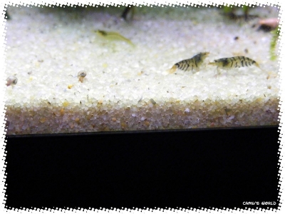sable_filtre_piscine_05