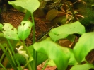 amazonia_dream_2008_06_02_07