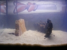 aquadream_60_2008_05_25_02