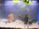 aquadream_60_2008_05_25_05