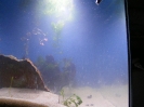 aquadream_60_2008_05_25_10