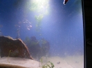 aquadream_60_2008_05_25_11