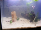 aquadream_60_2008_05_25_12