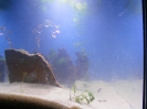aquadream_60_2008_05_25_14