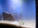 aquadream_60_2008_05_25_15