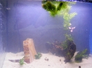 aquadream_60_2008_05_25_16