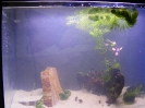 aquadream_60_2008_05_25_18
