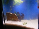 aquadream_60_2008_05_27_21