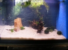 aquadream_60_2008_05_27_23
