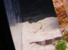 aquadream_60_2008_05_29_05