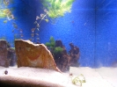 aquadream_60_2008_05_29_07
