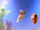 aquadream_60_2008_06_02_07
