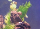 aquadream_60_2008_06_02_09
