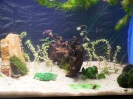 aquadream_60_2008_06_05_02