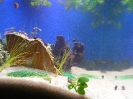 aquadream_60_2008_06_05_07