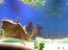 aquadream_60_2008_06_05_08