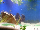 aquadream_60_2008_06_05_09