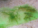 aquadream_60_2008_06_05_11