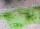 aquadream_60_2008_06_05_12