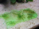 aquadream_60_2008_06_05_13