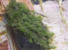 aquadream_60_2008_06_05_15