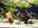 aquadream_60_2008_06_11_04