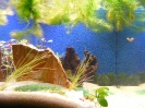 aquadream_60_2008_06_11_07