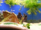 aquadream_60_2008_06_11_08