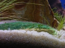 aquadream_60_2008_06_11_09