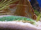 aquadream_60_2008_06_11_10