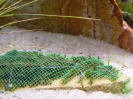 aquadream_60_2008_06_11_11