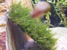 aquadream_60_2008_06_11_12