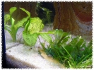 aquadream_60_2008_07_12_13