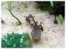 aquadream_60_2008_07_14_05