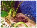 aquadream_60_2008_07_14_16