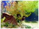 aquadream_60_2008_07_22_09