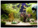 aquadream_60_2008_07_22_11