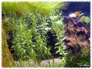 aquadream_60_2008_07_22_12