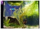 aquadream_60_2008_07_22_15