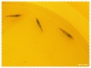 aquadream_60_2008_07_23_12