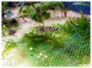 aquadream_60_2008_07_23_15