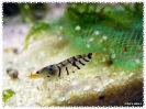 aquadream_60_2008_07_23_16