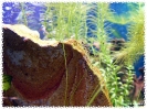 aquadream_60_2008_07_23_22