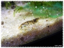 aquadream_60_2008_07_23_26