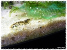 aquadream_60_2008_07_23_27