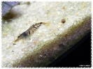 aquadream_60_2008_07_23_31
