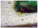 aquadream_60_2008_07_23_35